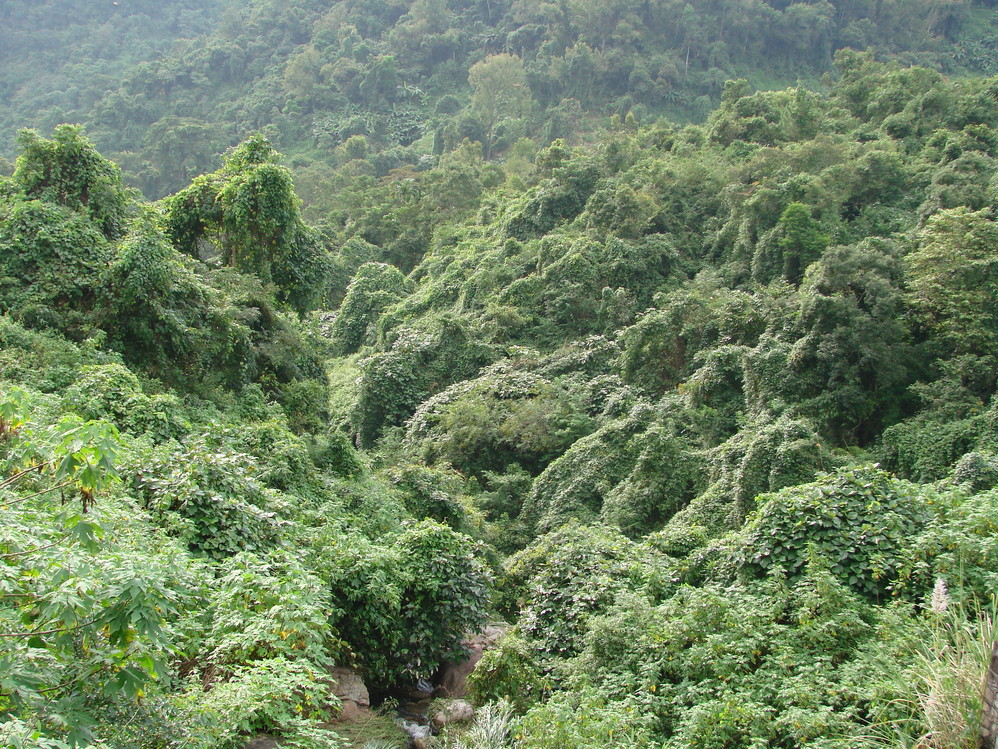 海南五指山原始森林