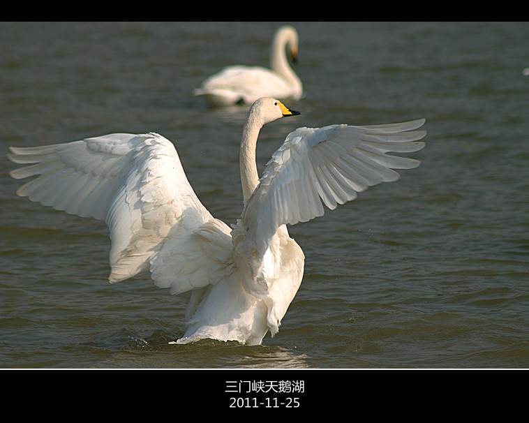 三门峡黄河湿地~~~天使之舞