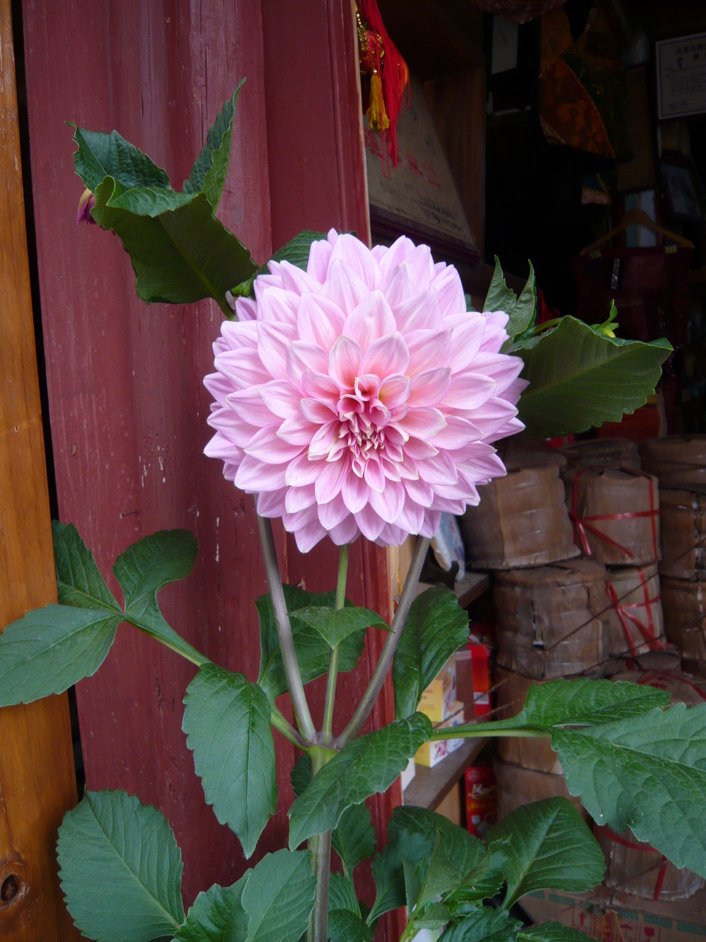 一盆花猜成语_一盆花图片(3)