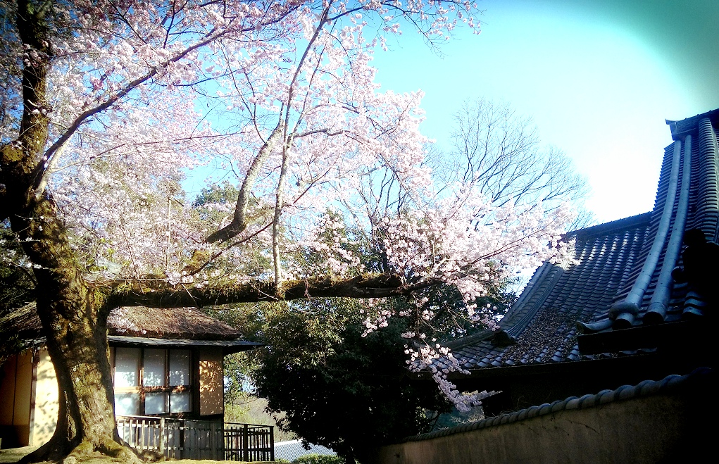 【日本图片】桜満開の四月