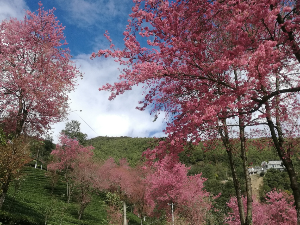 暖阳下的国境之南~~你在北方的寒冬里看漫天飞雪，我在南方的暖阳里看山花烂漫_游记