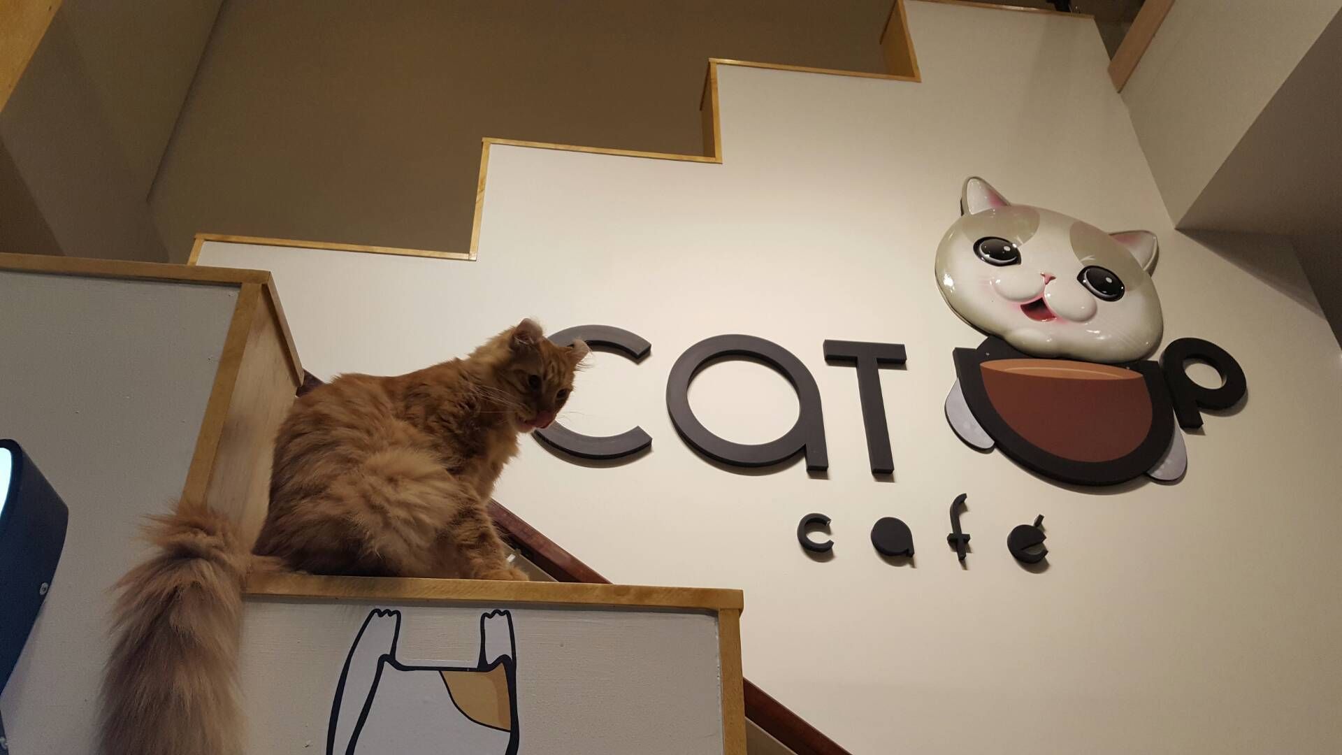 曼谷美食-Cat Up Cafe