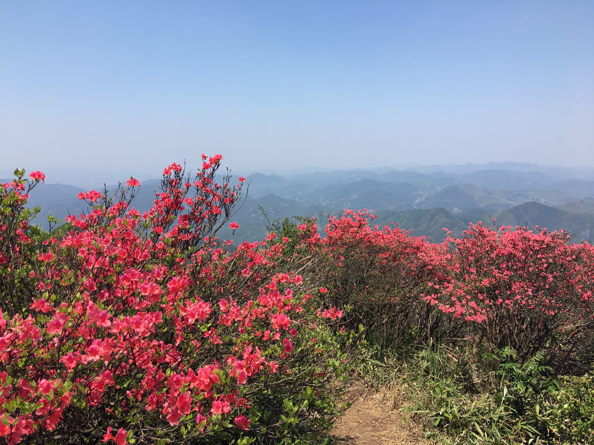 高山杜鹃游鸬鸟山