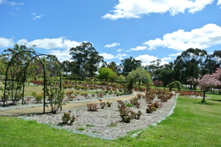 新洲小镇 goulburn 之三 rose garden