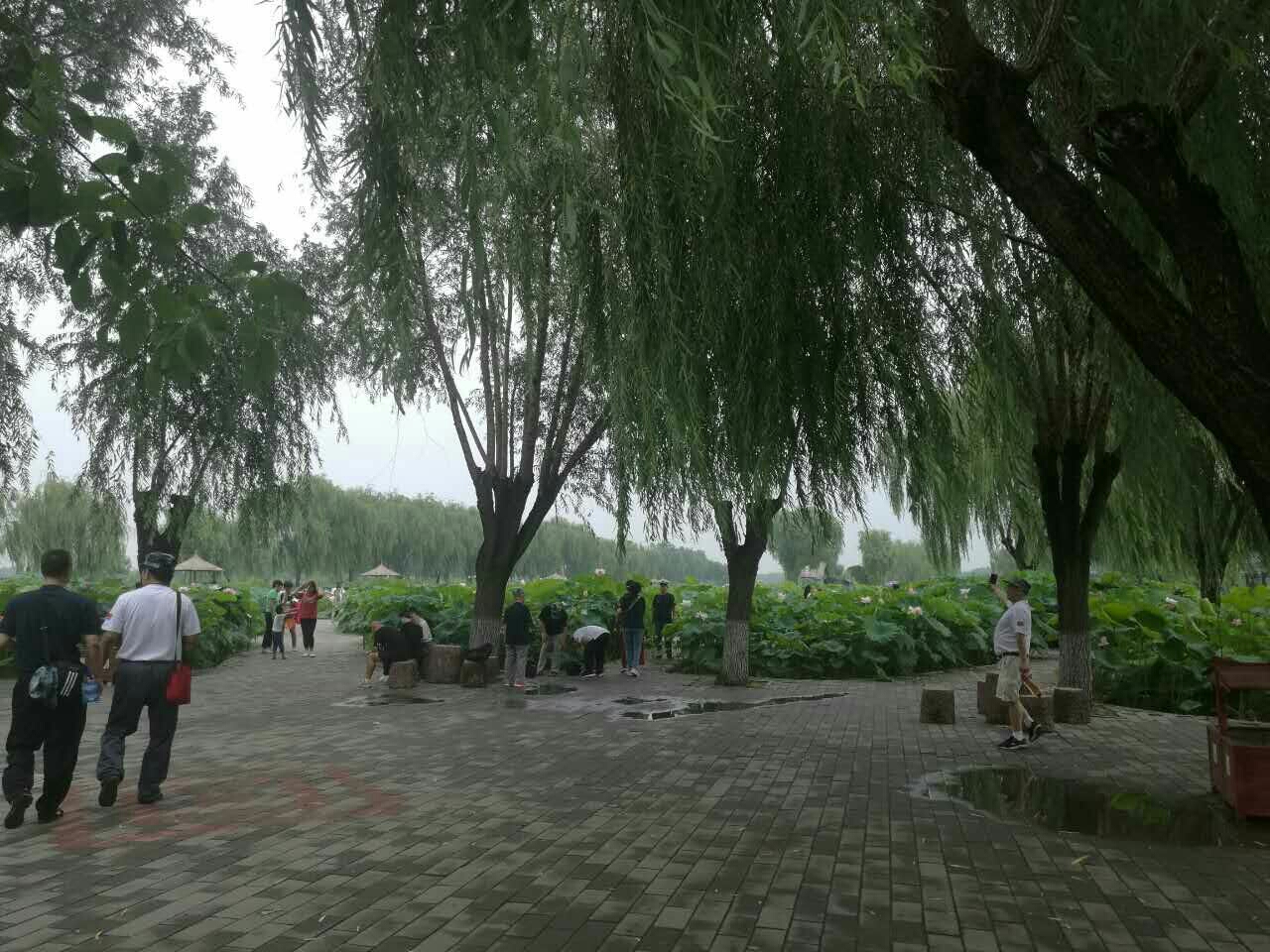 白洋淀_游记