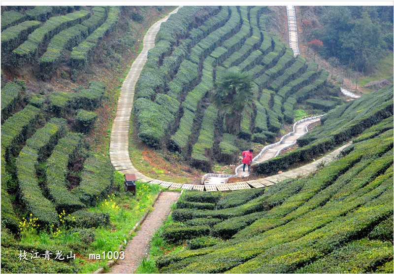 枝江青龙山茶园