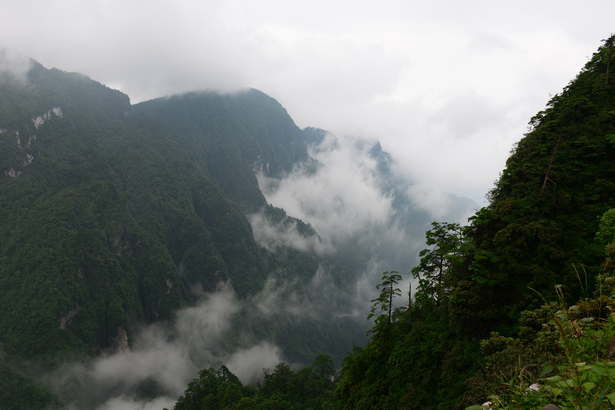 【峨眉山市图片】四川篇  体弱老人游峨眉山。