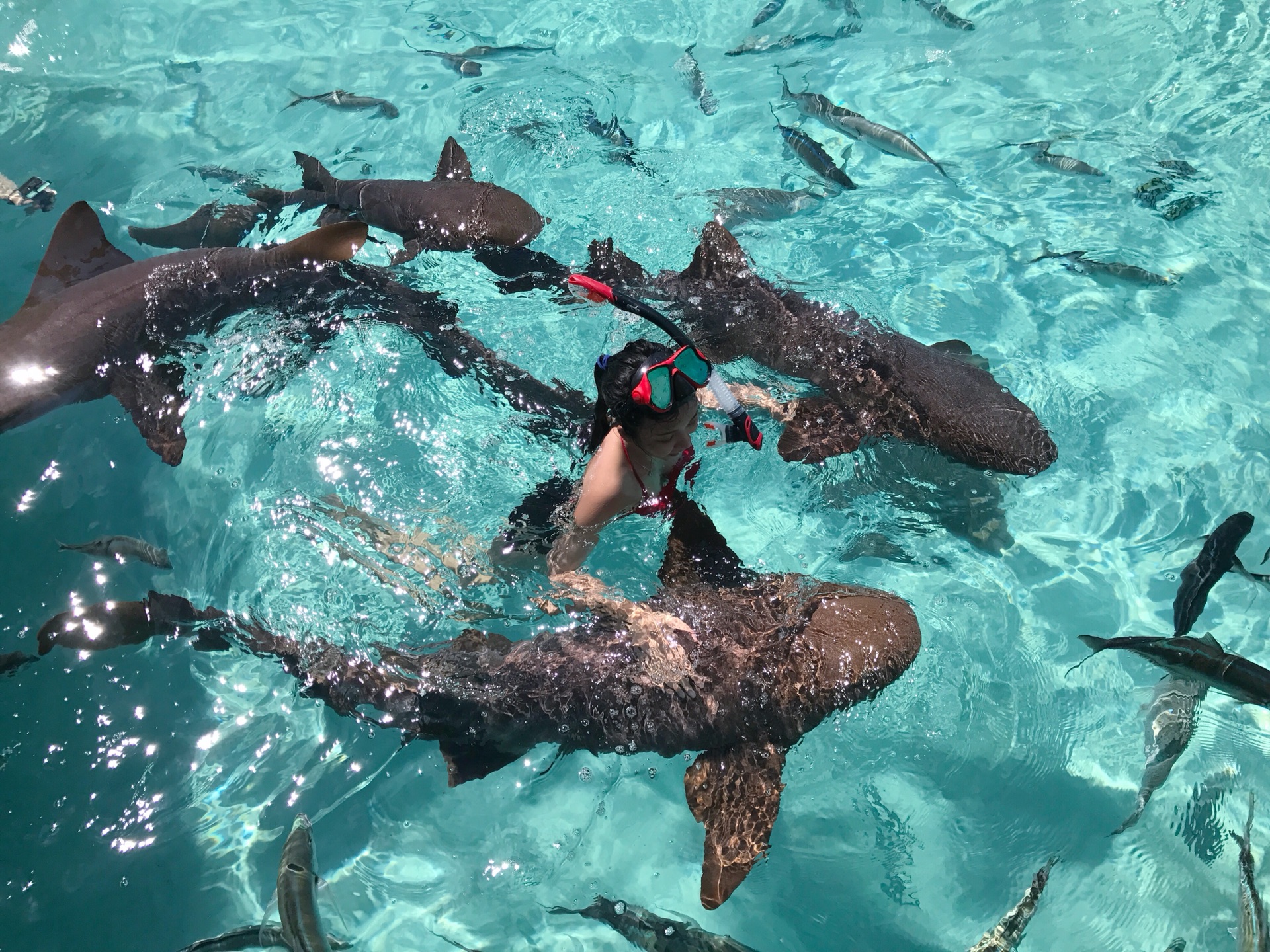 遇见加勒比海 和鲨鱼共舞 同猪猪玩耍 实现粉红沙滩梦 秋假巴哈马之旅_游记