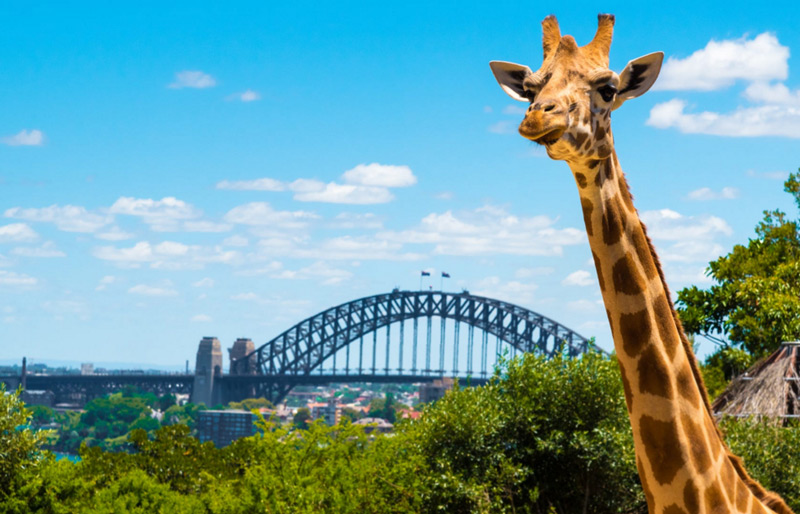 立即出票 澳大利亚 悉尼 塔龙加动物园门票 海港观光轮渡/随上随下