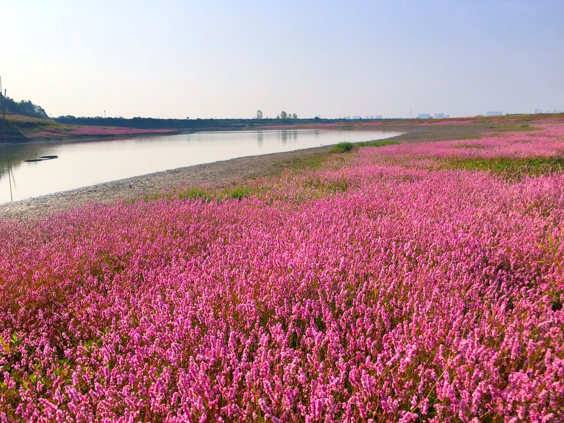 鄱阳湖的蓼子花海(手机拍摄)