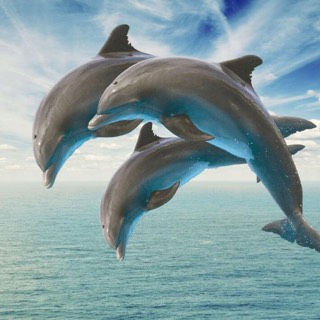 dolphins