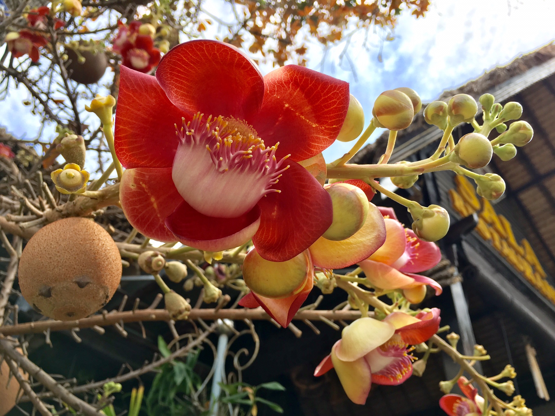 一叶一花一世界 邂逅佛花菩提花