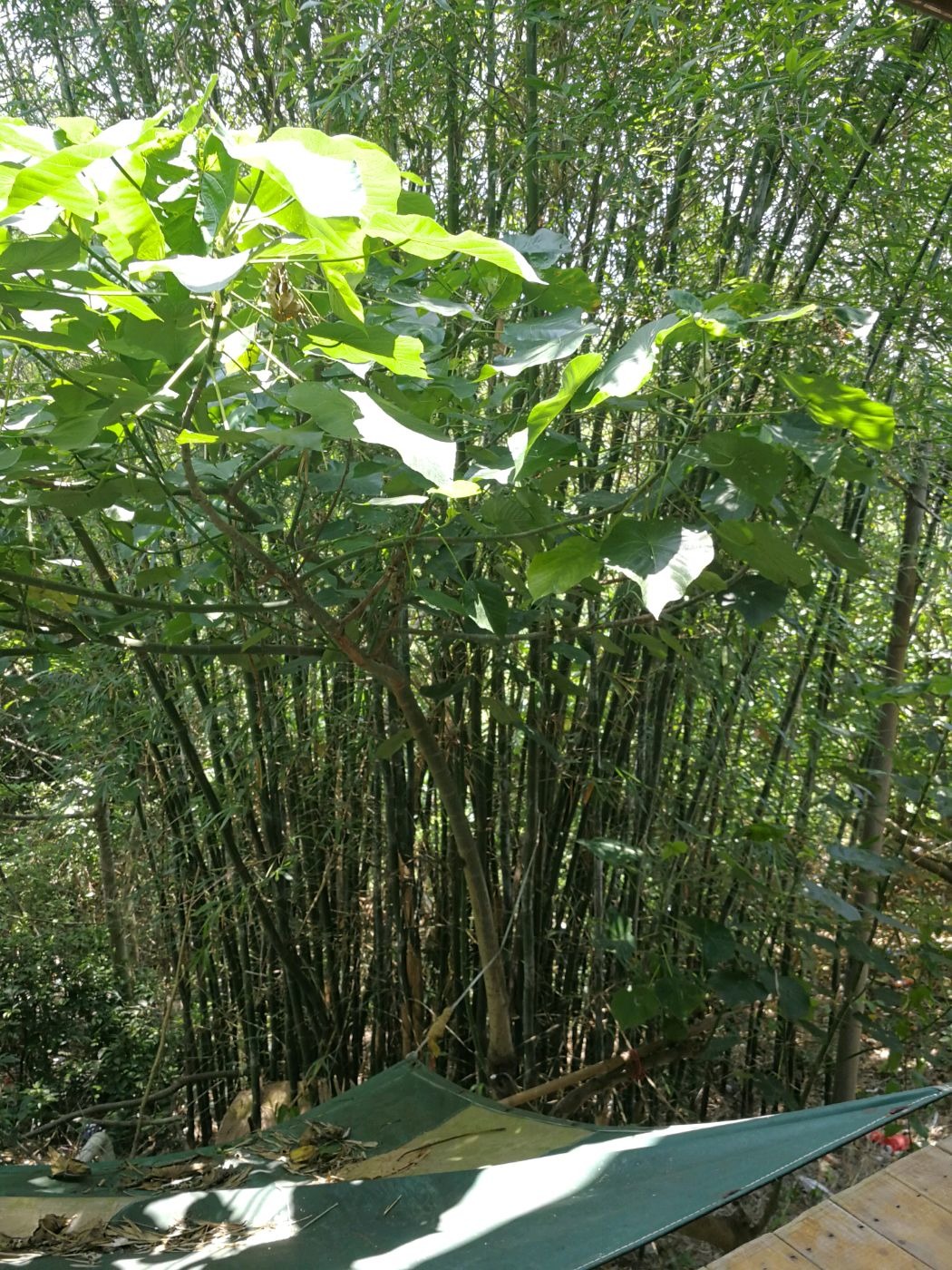 深圳美食-巧巧窑鸡农庄