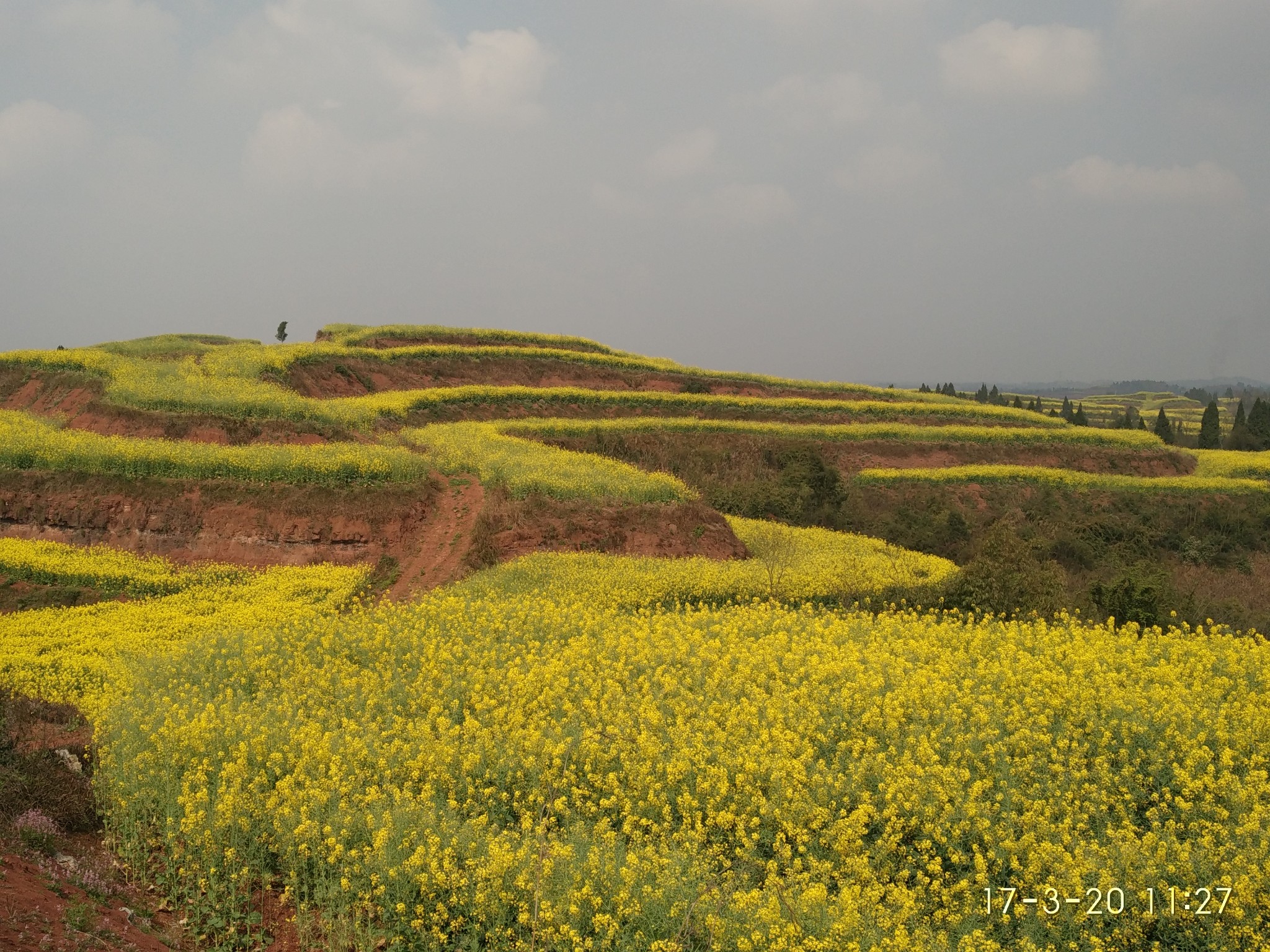 重庆 荣昌 铜鼓山油菜花基地  gfhhfg