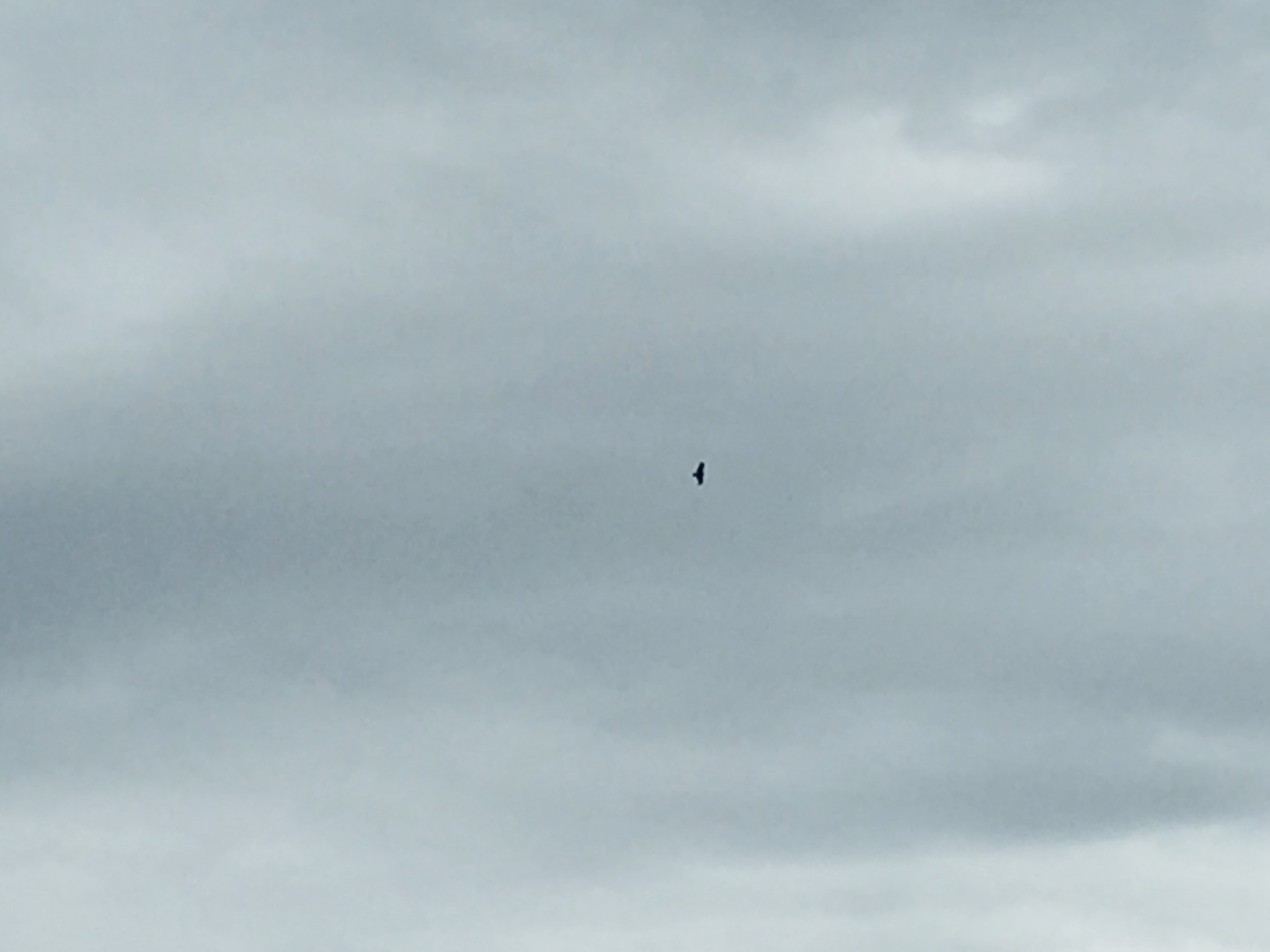 什么山鸣成语_成语故事图片(3)