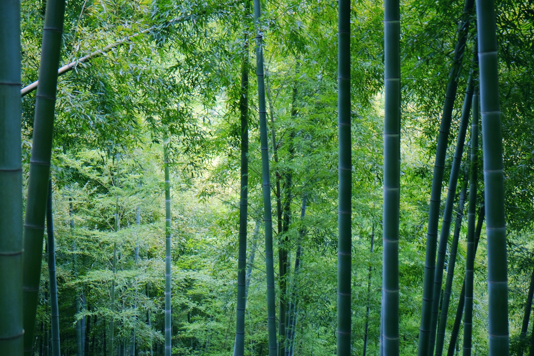 【谁说闺蜜与男票不可兼得】杭州 安吉/山林竹海&没有