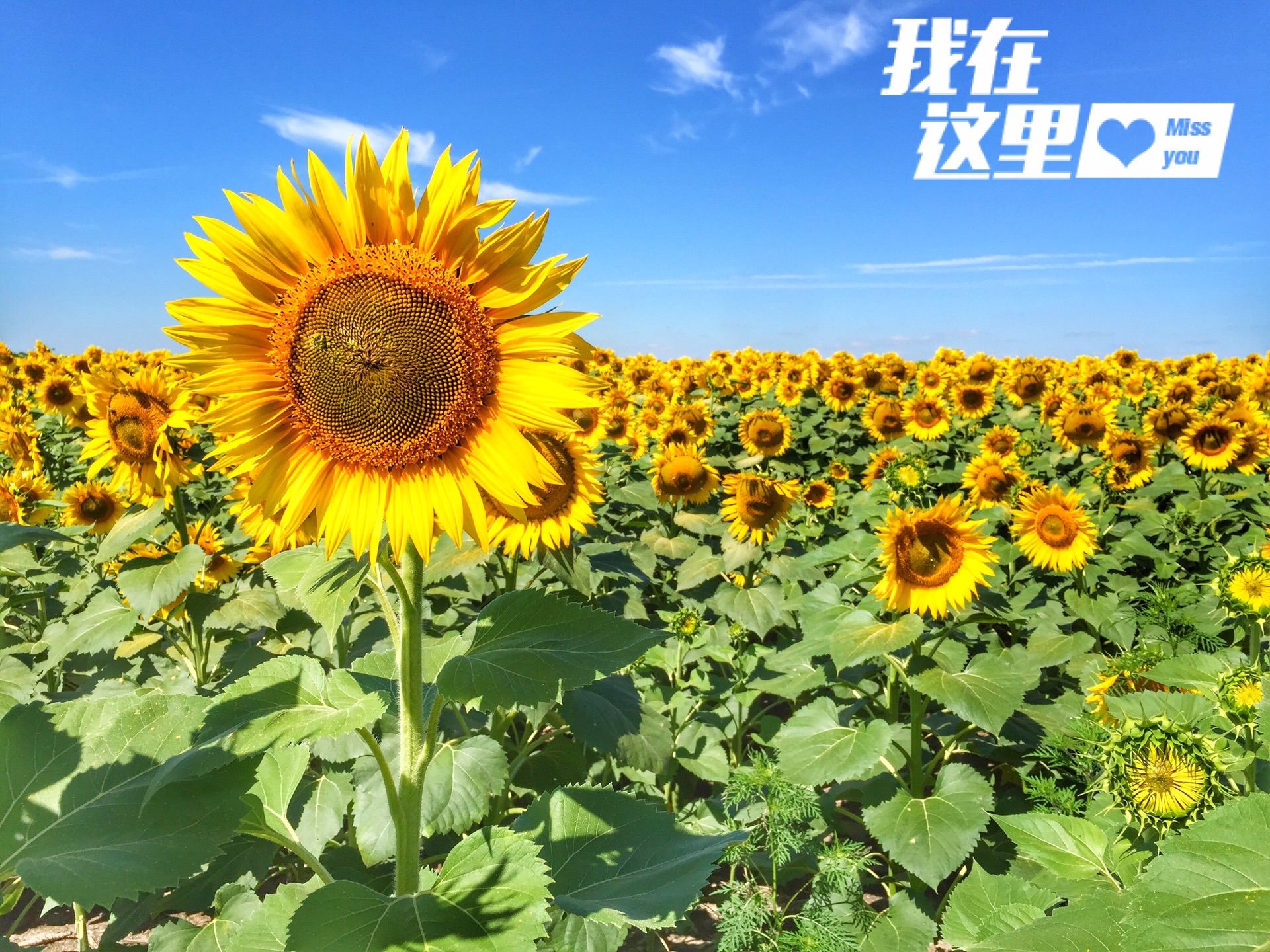 乌克兰 十三天自驾 西部大环游_游记
