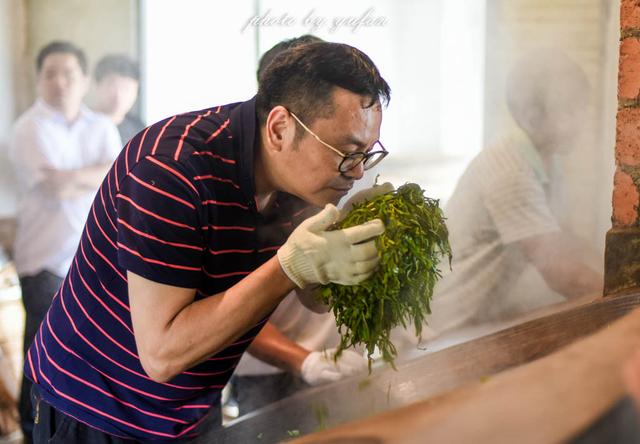 上万元一斤的冰岛茶到底是怎样来的？现场实拍...