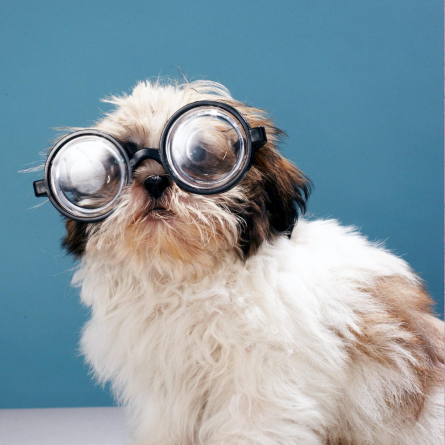 【广州市图片】抓锅君