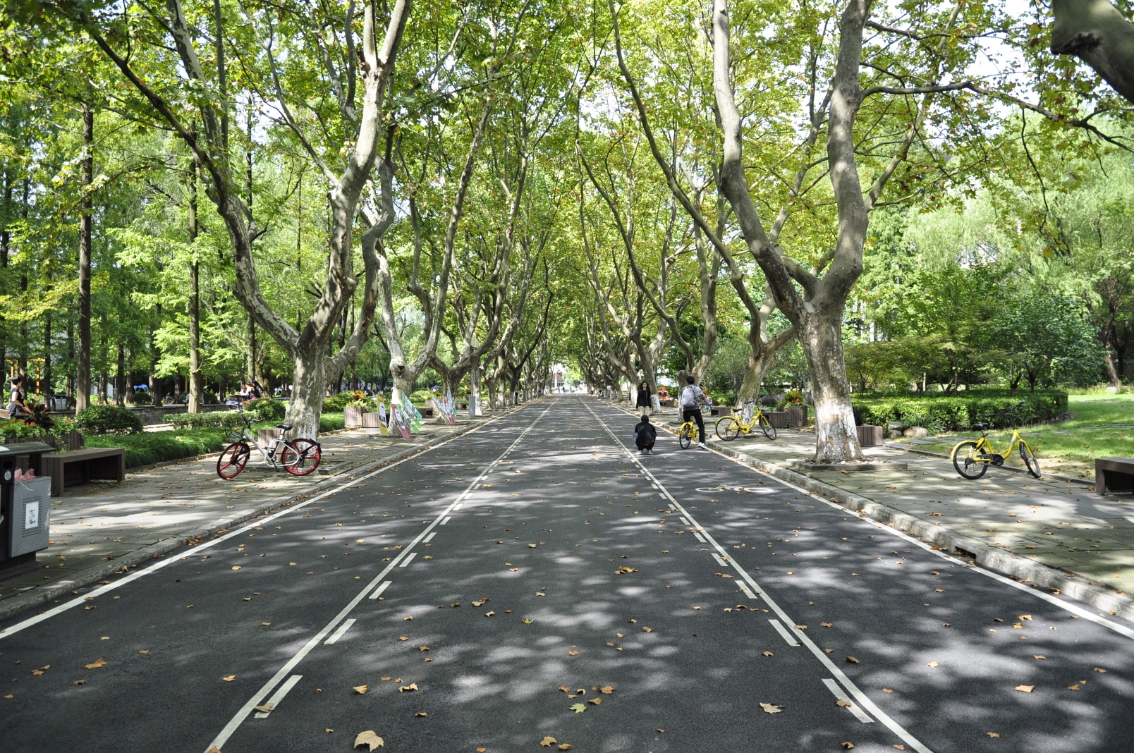 【杨浦景点图片】同济大学(四平路校区)