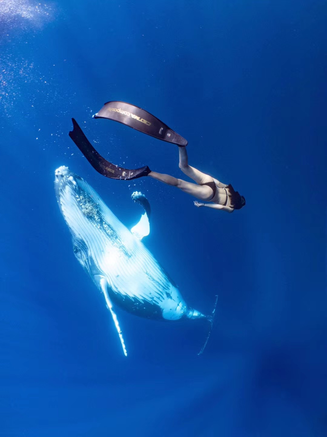 自由潜|汤加王国 自由潜水 追鲸之旅