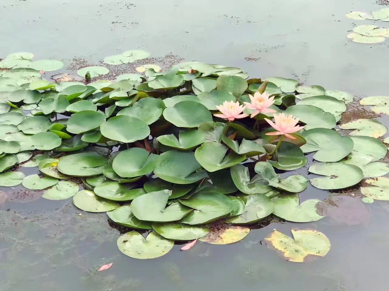 芜湖县旅游攻略—夏日赏荷