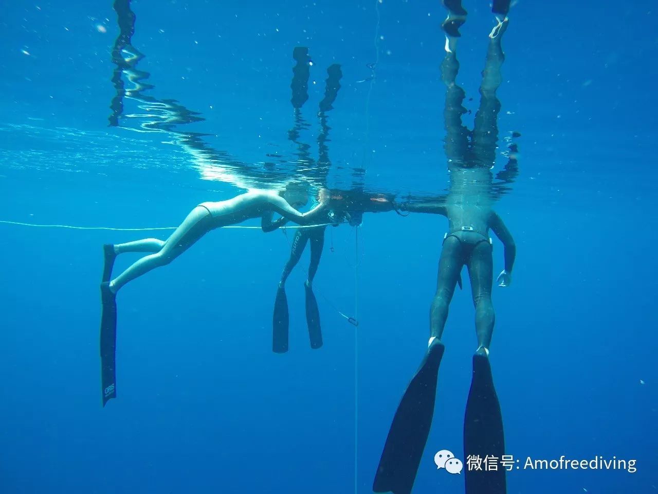 Amodiving近期自由潜课程