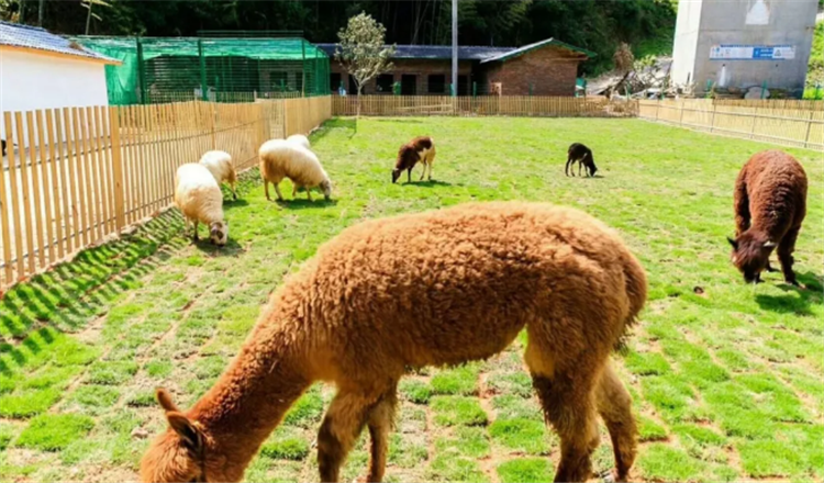 官方授权随买随用 德化云龙谷成人门票(电子票取票 含萌宠乐园)