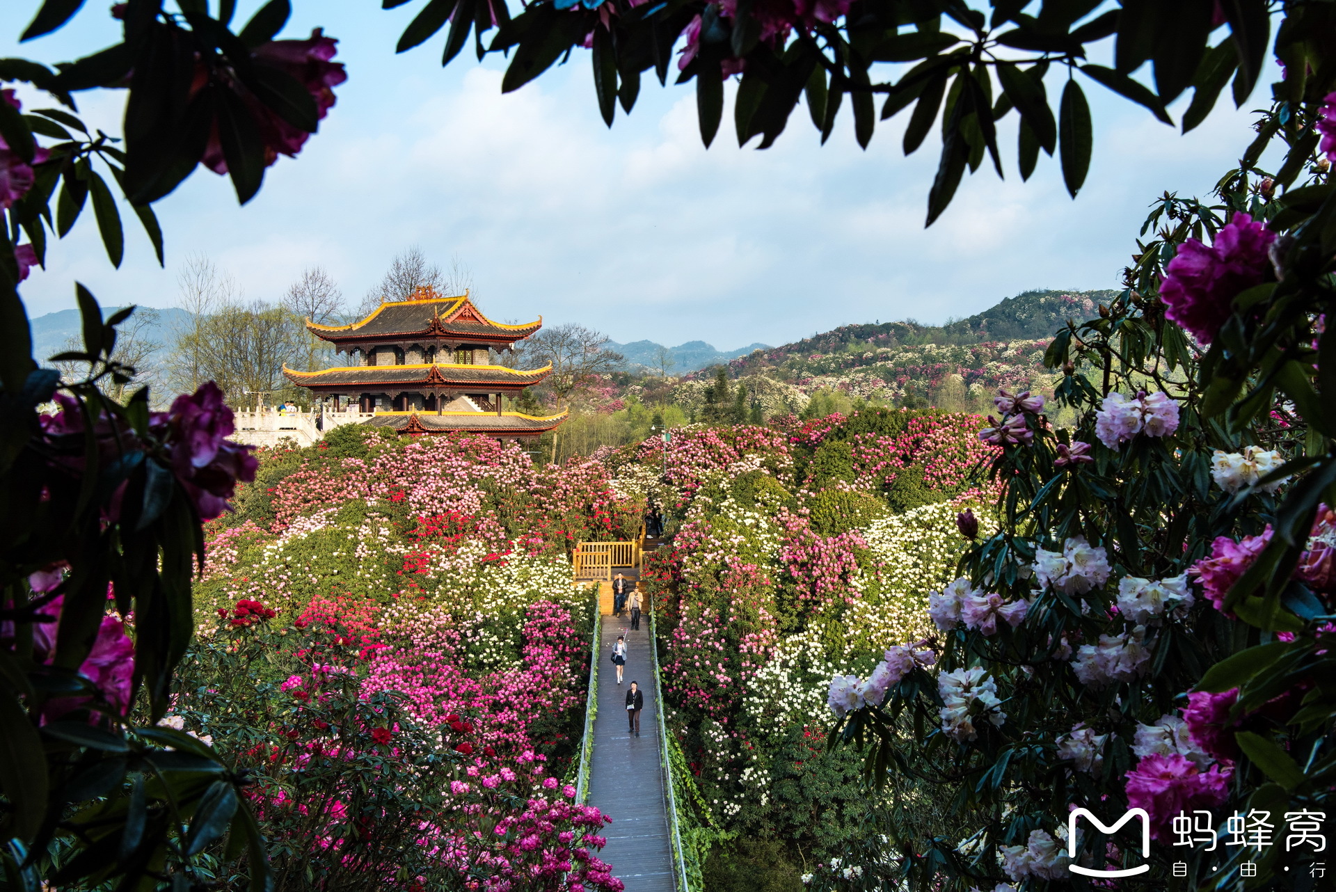 最美好的遇见：毕节百里杜鹃旅行攻略