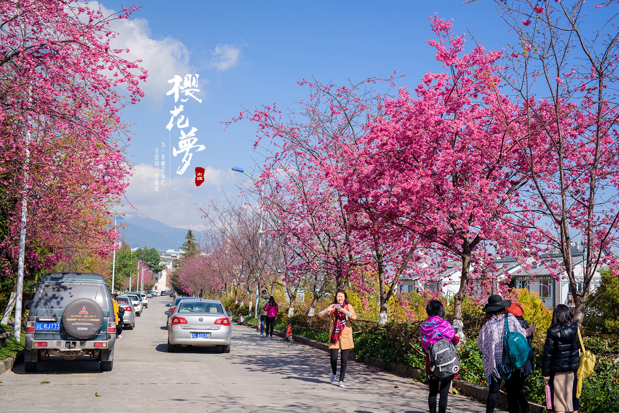 大理大学赏樱