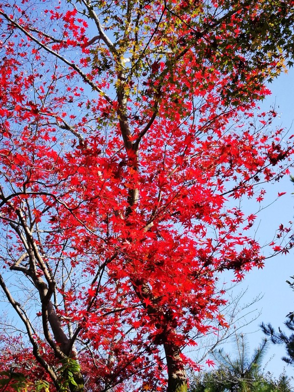 2016年11月日本红叶狩六日自由行游记(含攻略)图片