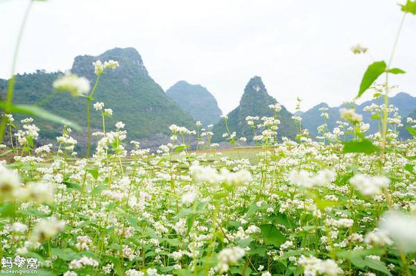 《鬼怪》中那片白色花海还记得么?咱们大广西就有现实