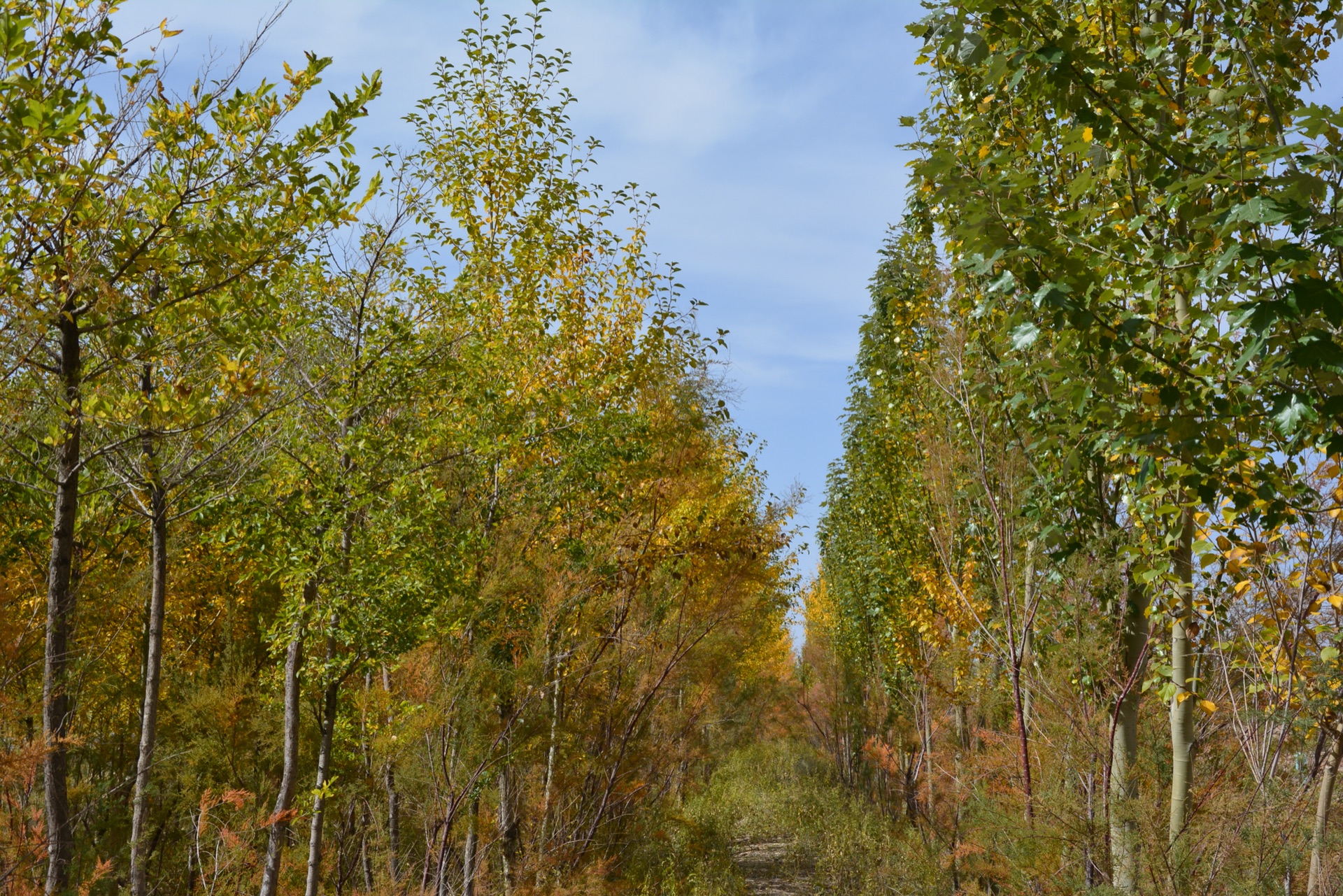 什么旦晨成语_成语故事简笔画(3)