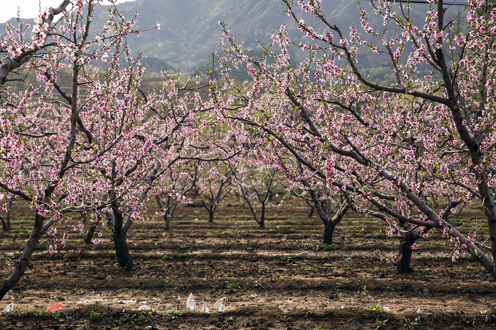 康大姐的果园之春华秋实_游记