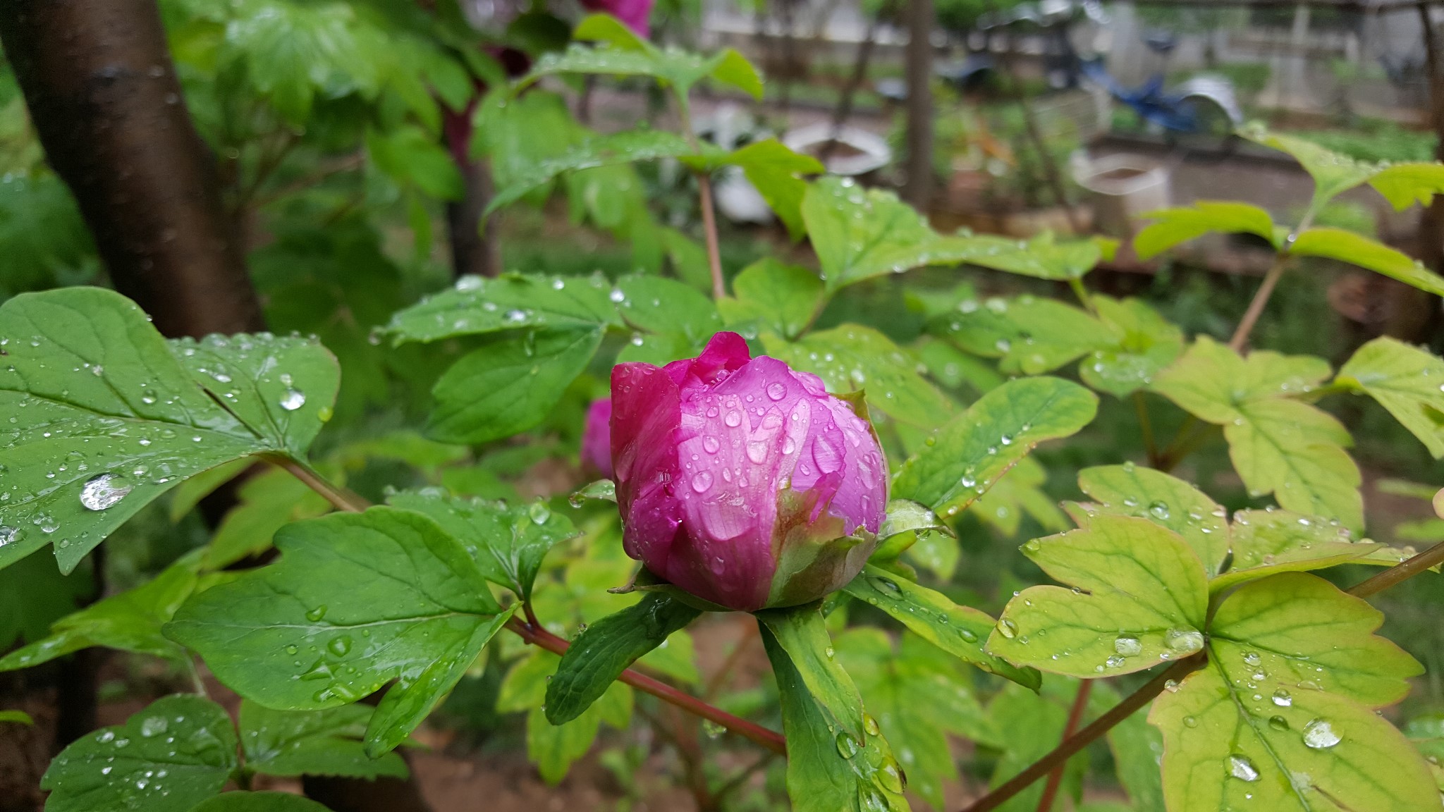 想去洛阳看牡丹，怕错过花期，想问一下什么时间去比较合适