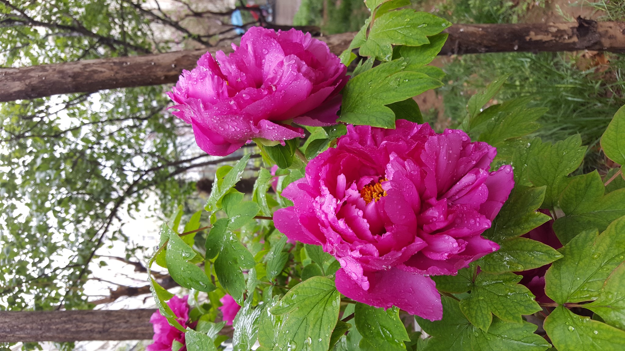 想去洛阳看牡丹，怕错过花期，想问一下什么时间去比较合适