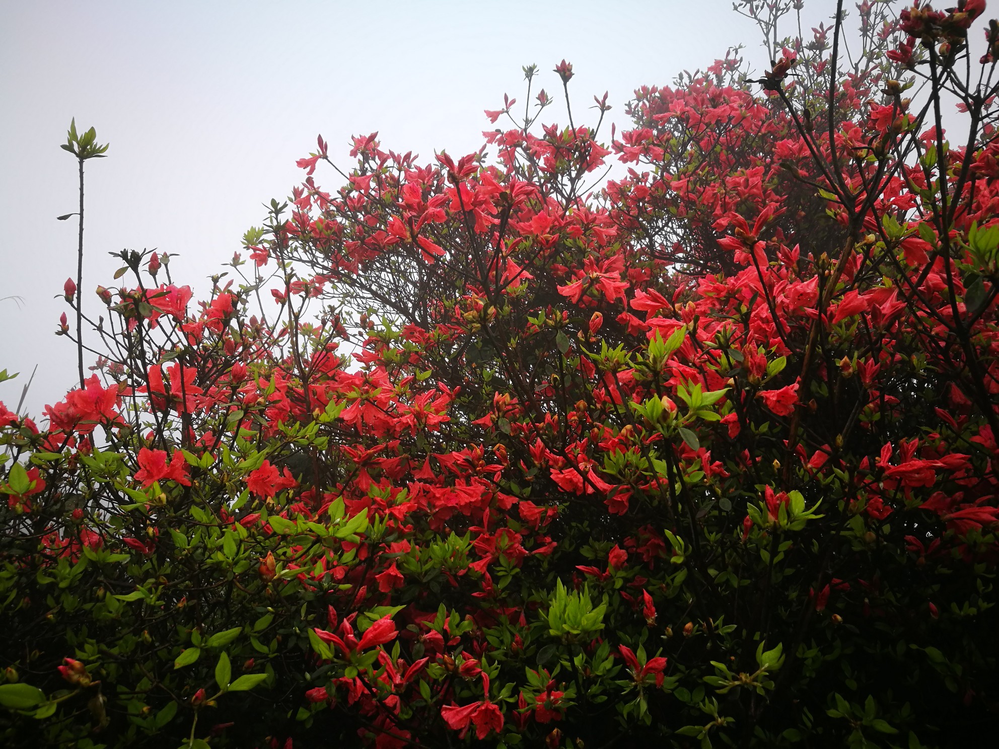 天露山杜鹃花