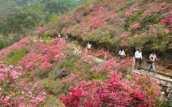 黄陂云雾山门票(电子票)