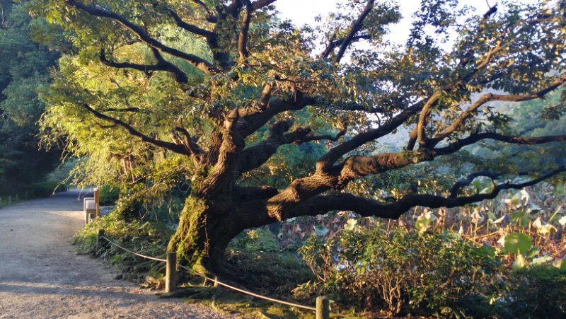 香川五日游—亦易亦不易_游记