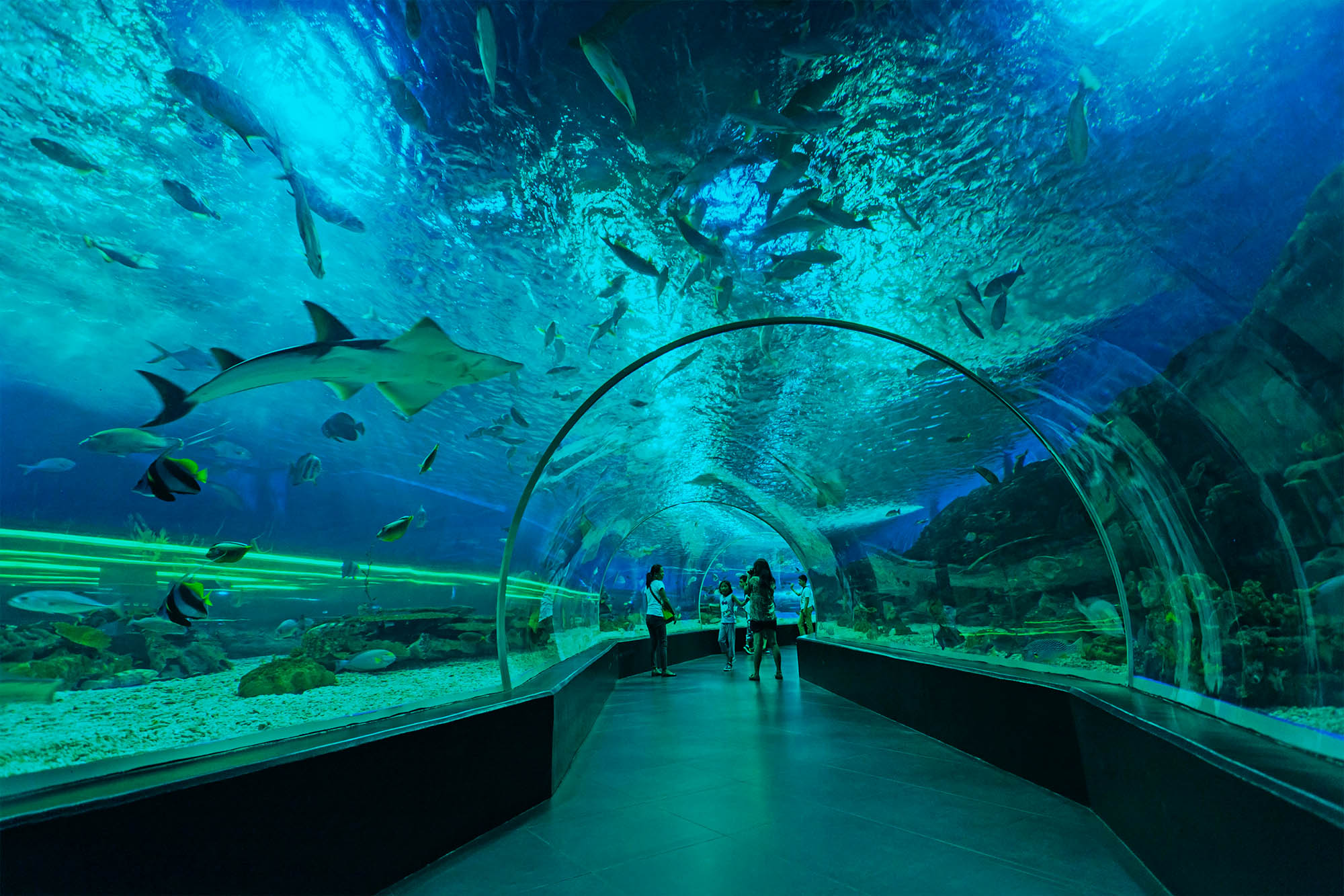 马尼拉海洋馆独立团一日游中英文可选(大型水族馆 水母馆 海狮表演