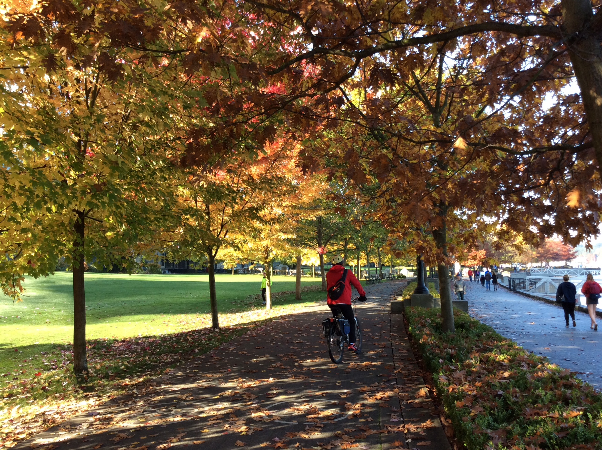 Stanley park(士丹利公园)赏枫