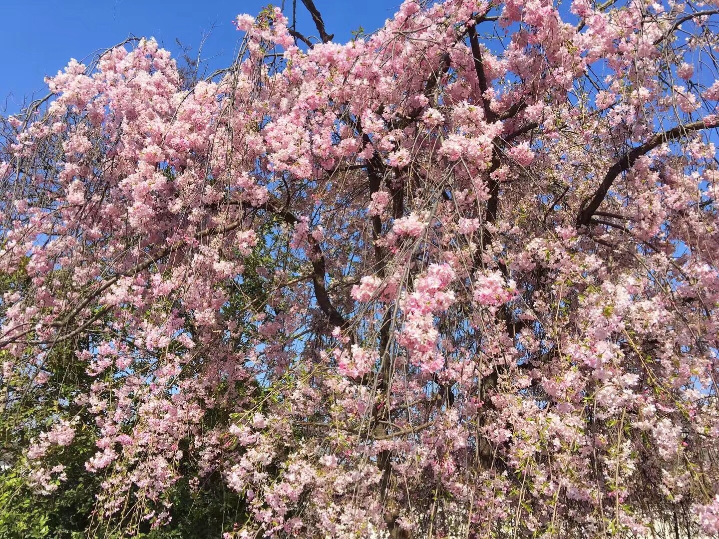 【春日里邂逅最妩媚娇艳的你】青龙寺赏樱一日...