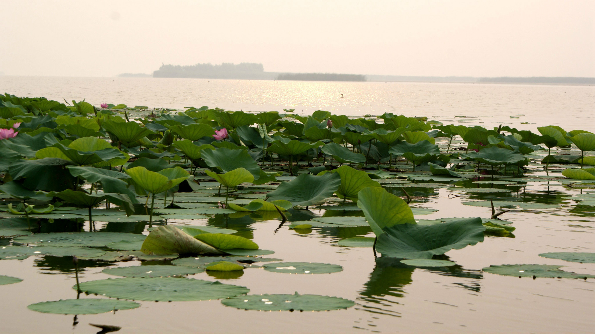 衡湖人家