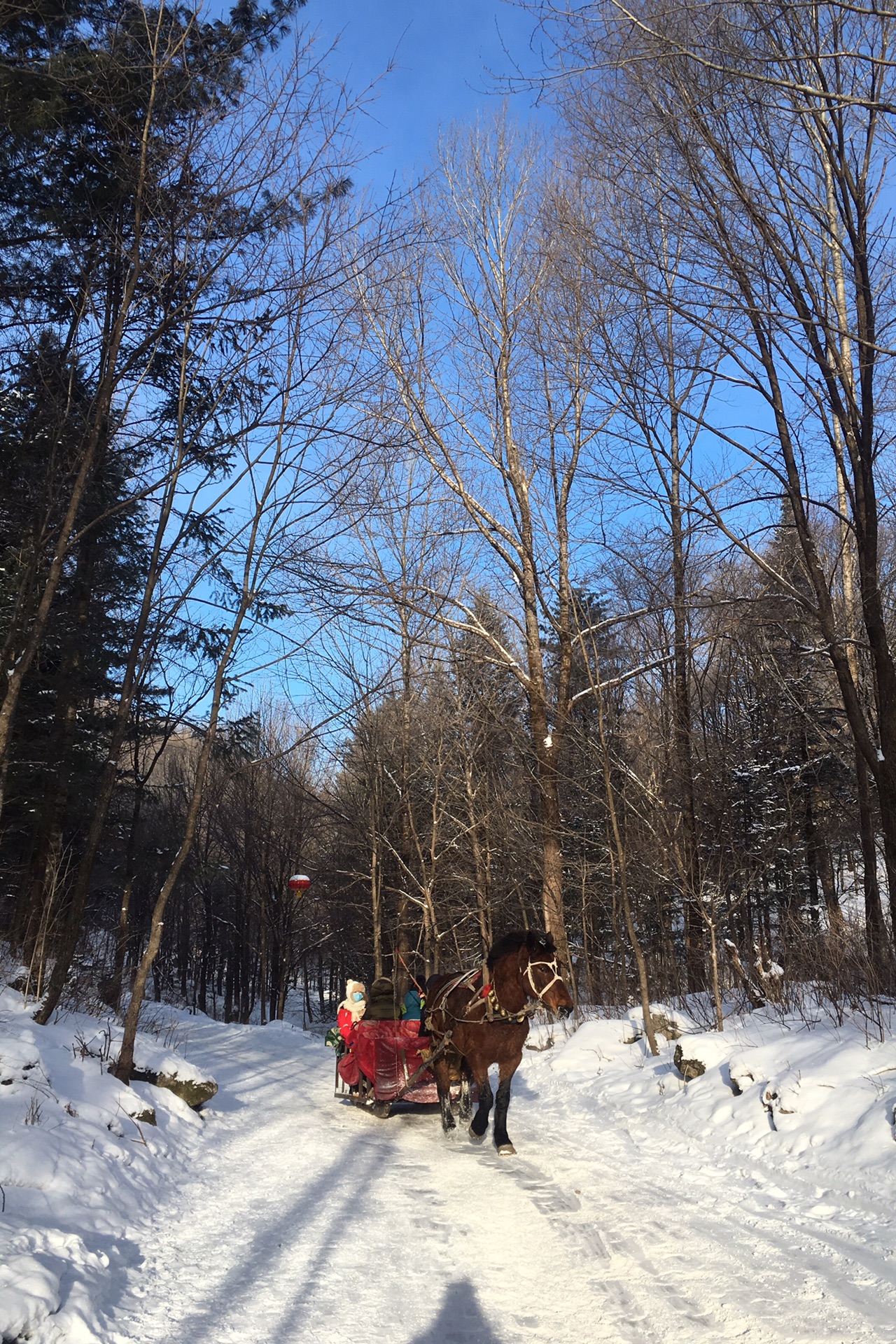 冰雪之旅—穿林海跨雪原