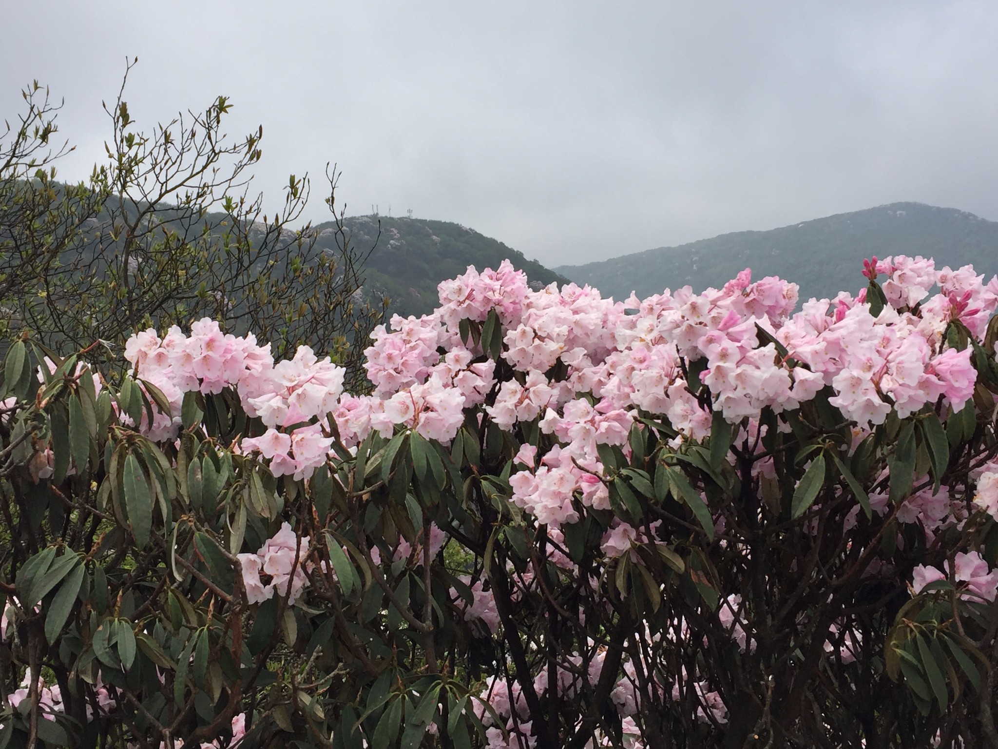 重庆金佛山:大树杜鹃 风中绽放