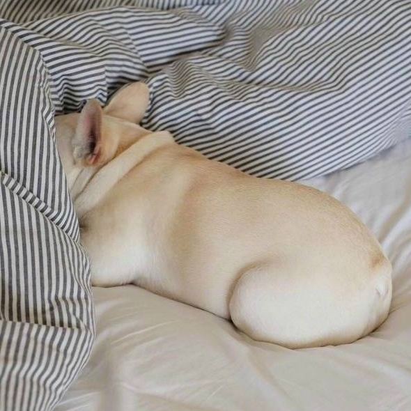 没感情的小可爱