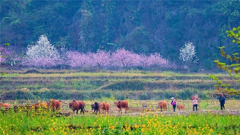 坝美——与世隔绝的桃花源