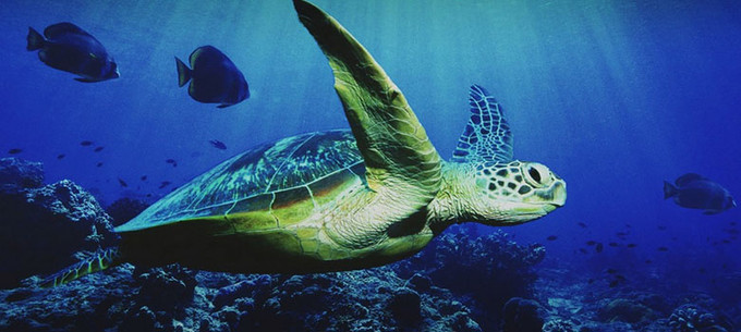 今年打算去马尔代夫，我想问一下，什么时候去最适合