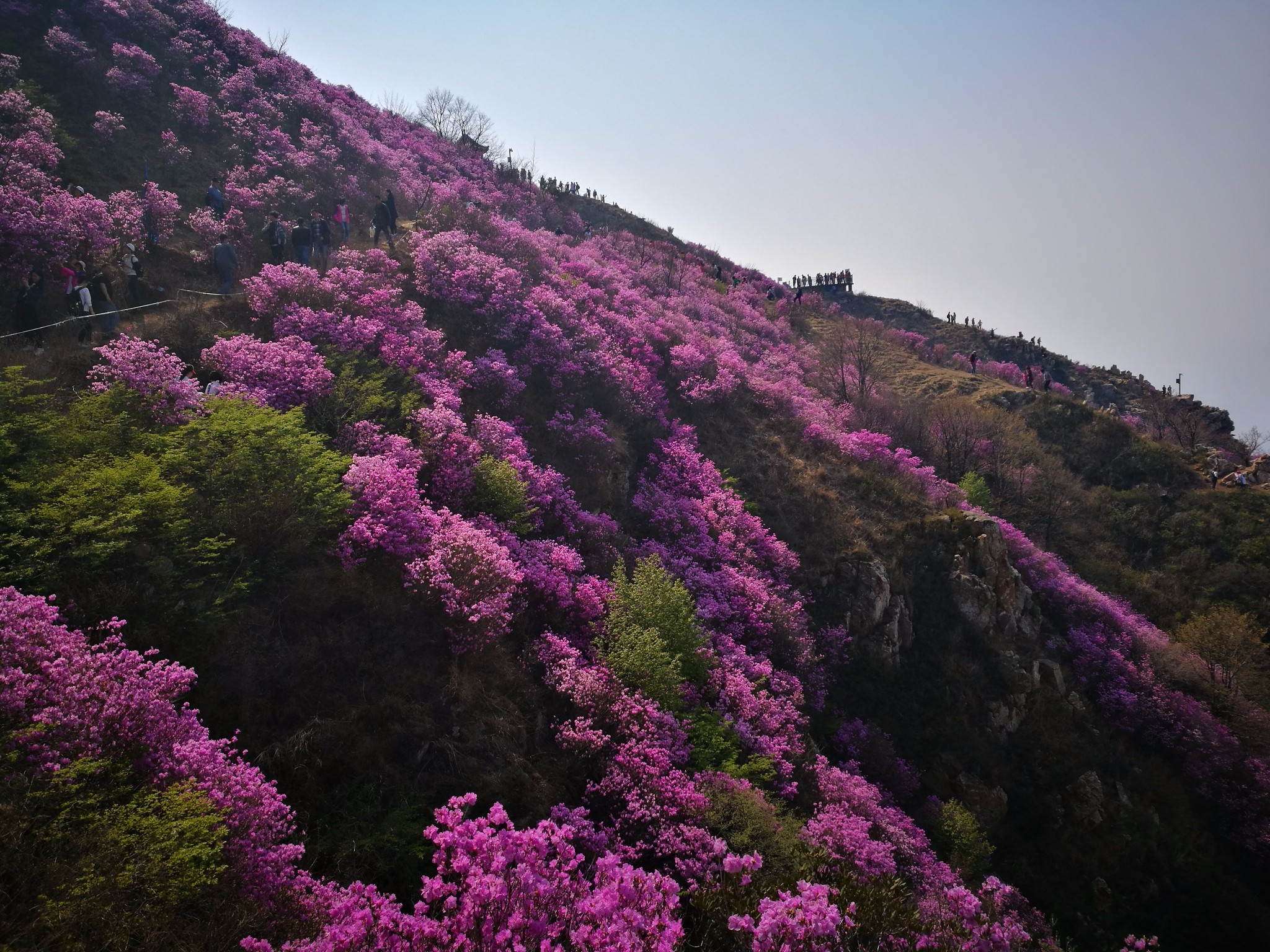 大黑山杜鹃花海~我如约而至,不同的是今年貌似人更多了