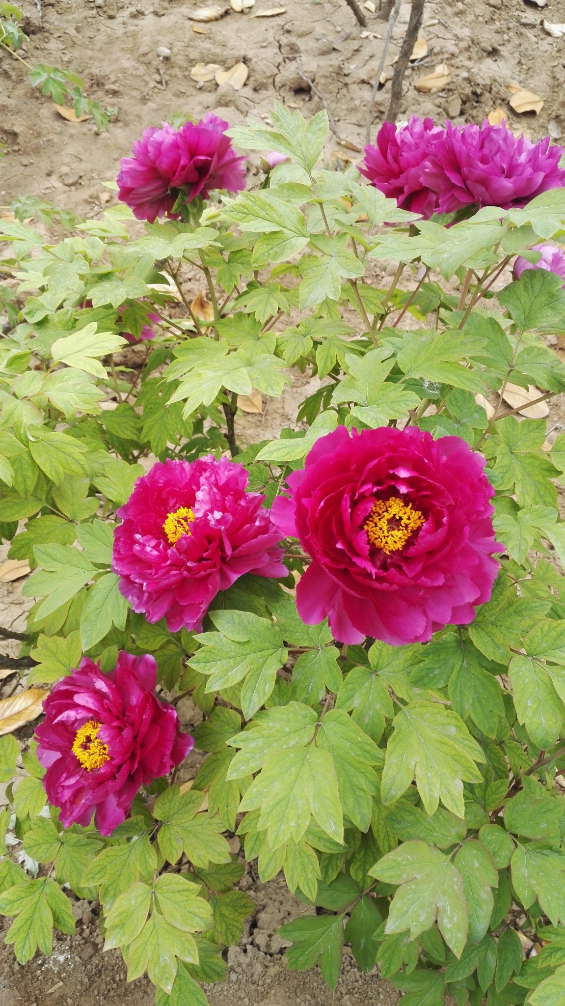 wKgBZ1jy0VGAXqaJAAu6CVwMDI464.jpeg?imageView2%2F2%2Fw%2F600%2Fh%2F600%2Fq%2F90